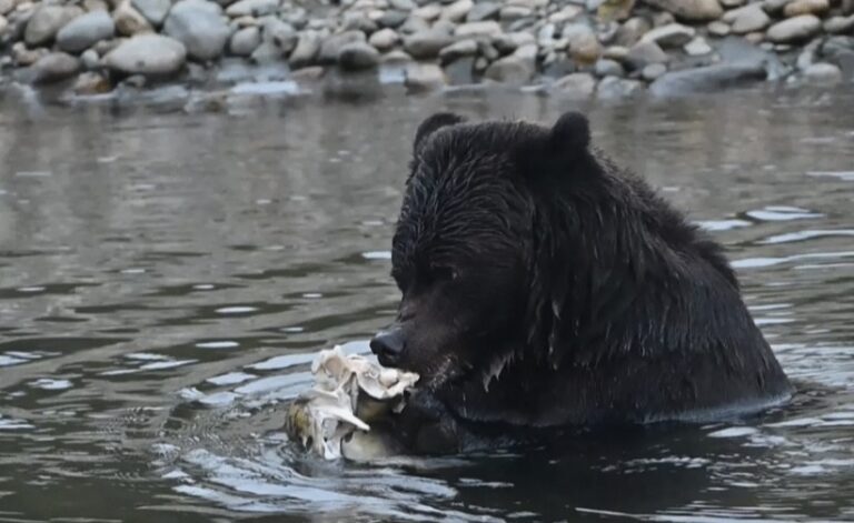 bear eating asalmon in water 768x471