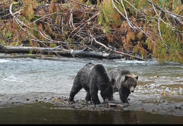 1381E79A CDE3 41DF 929F A9AD2DB89AC7 768x531