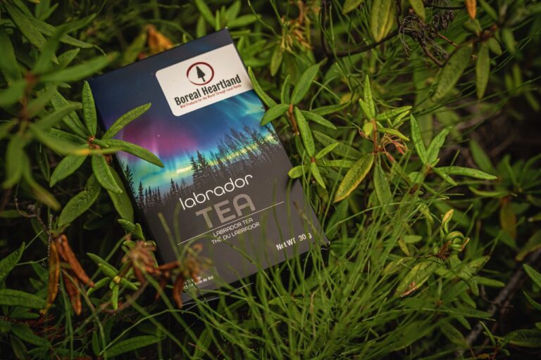 Labrador Tea